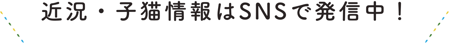 近況・子猫情報はSNSで発信中!