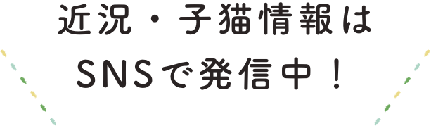 近況・子猫情報はSNSで発信中！